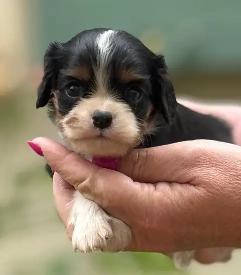 Cavalier King Charles Spaniel photo 2