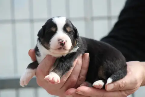 Berger Américain Miniature  Chiot 3 Des Romarins De M 8d29f