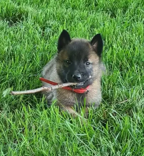 Berger Belge  Chiot 5 Du Domaine Du Pont De Loye