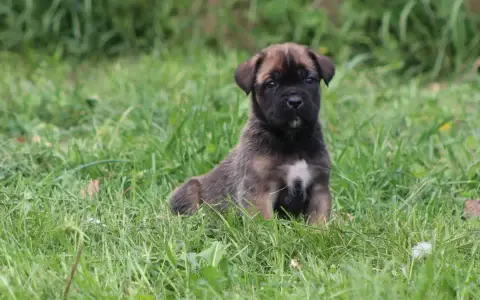 Cane Corso  Chiot N°3 photo 3