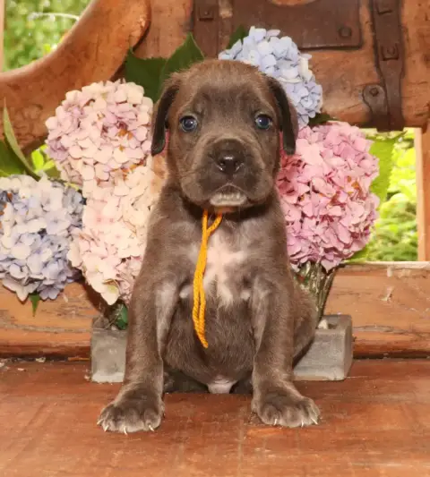 Cane Corso  Collier Jaune Du Domaine Des Vents Landai eba9a