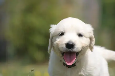 Golden Retriever  Chiot N°5 Des Joyaux Des Ki Millacs da59a