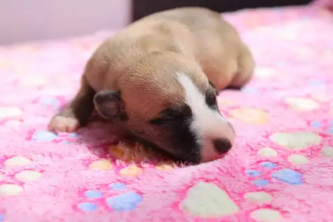 Whippet  Berceuse Enchantée Des Filles D'Eole
