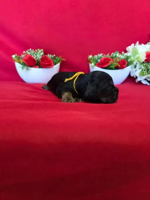 Cocker Spaniel Anglais  B........... Du Domaine De St 249f2 photo 3