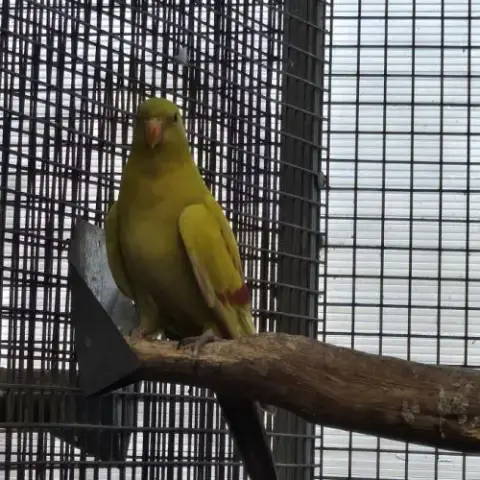 Melanure Pastel Jaune