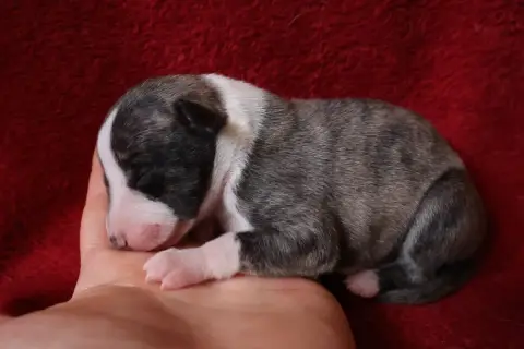 Whippet  Chiot N°6 Dear Sweety photo 3