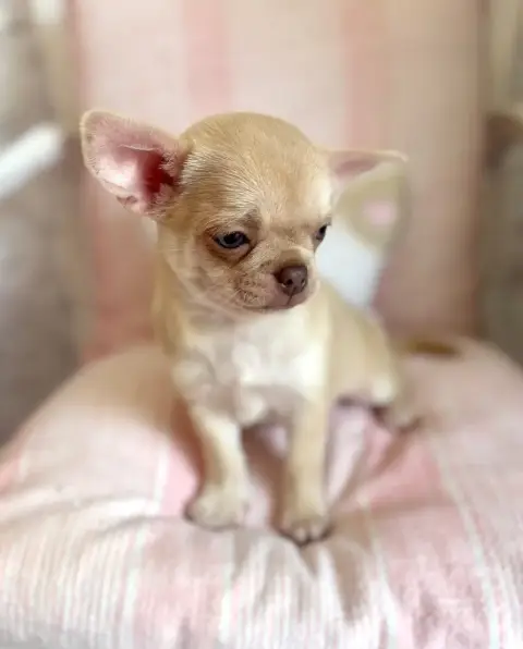 Chihuahua  Blake Of Aphrodite Childs photo 3