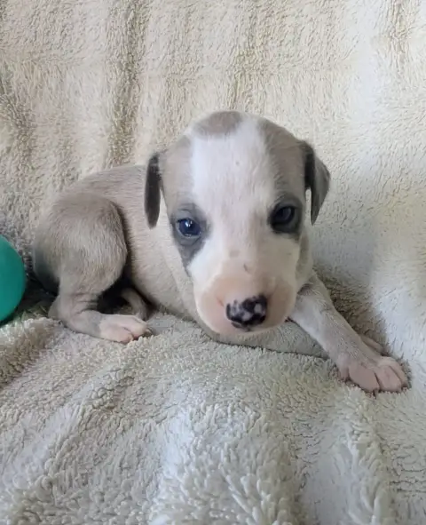 Whippet  Brennus De Rockalma photo 3