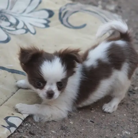 Chihuahua  Chiot 5 De L'Arche De Lolita