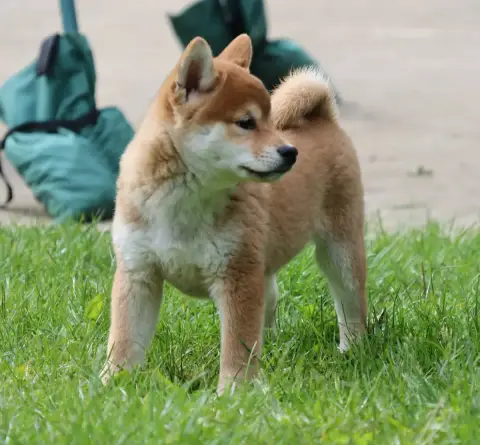 Shiba  Bushiro Des Brumes De Brocéliande photo 3