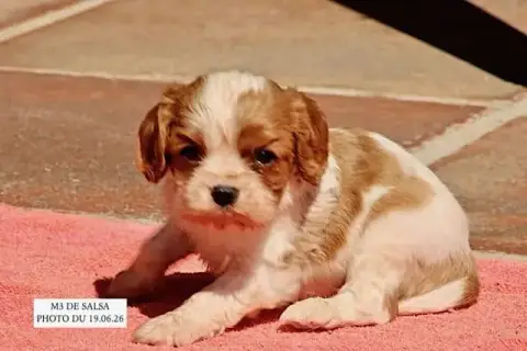 Cavalier King Charles Spaniel  Salsa M3 De La Bastide 03cab