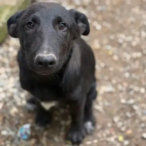 Kio Petit Rescapé De Roumanie À L'Adoption