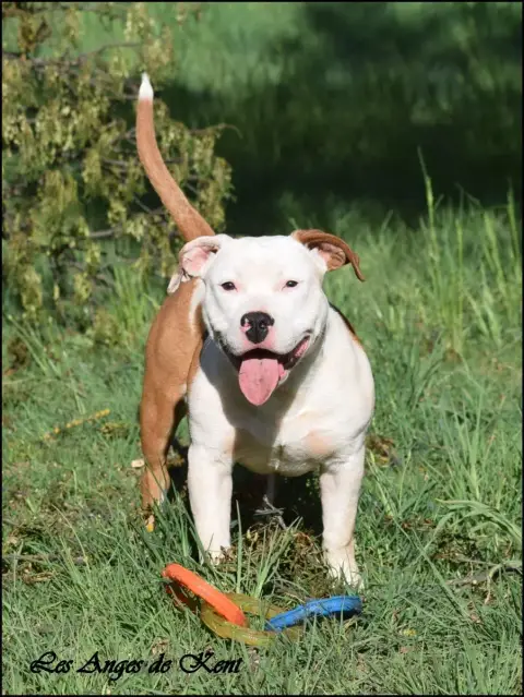 American Staffordshire Terrier  M6 Answer The Wish Of 9439f photo 2