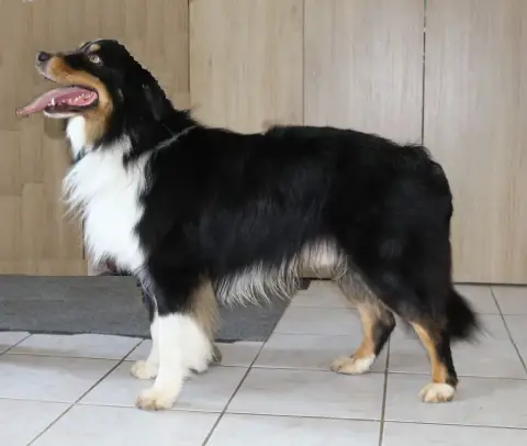 Berger Australien  Baxter Du Hameau De Roxane photo 2