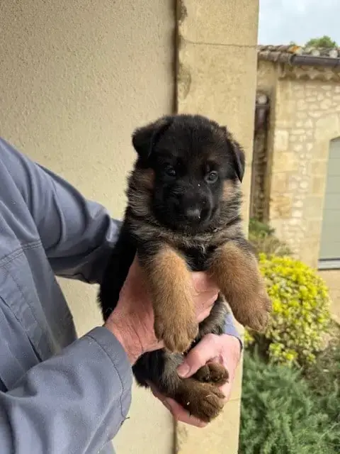 Berger Allemand  Chiot N°7 Des Sentiers Des Alpilles 6beed
