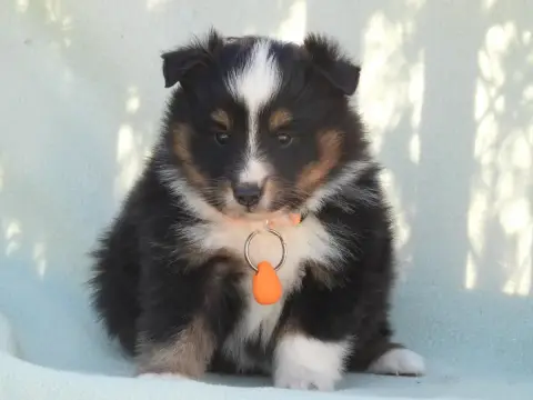 Shetland Sheepdog  Chiot N°3 Du Sapin Vert
