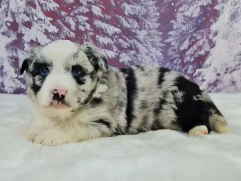 Berger Américain Miniature  Balthazar Du Mont De La C 03411 photo 2