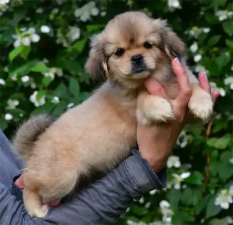 Epagneul Tibetain  Chiot N°5 De Dame Nature photo 2