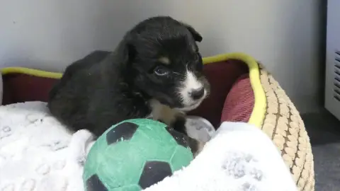 Berger Australien  Chiot N°1 Du Domaine Des Ecorces 66411