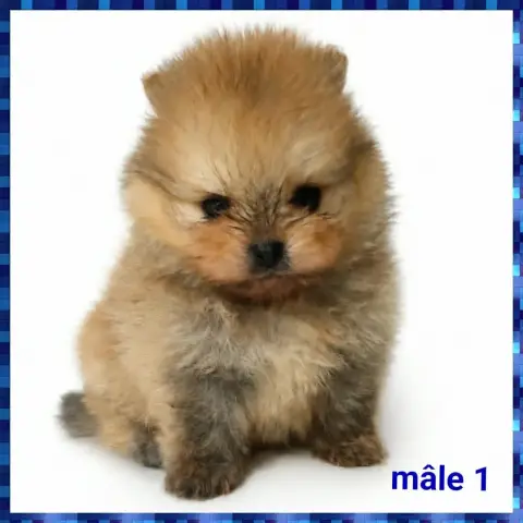 Spitz Allemand  Chiot N°1 photo 3