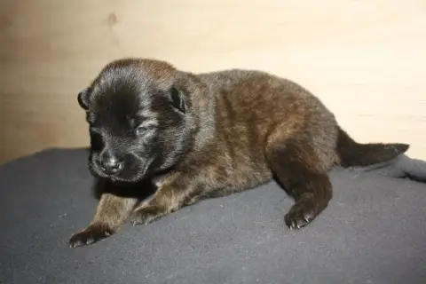 Eurasier  Collier Orange Des Oursons De La Fee