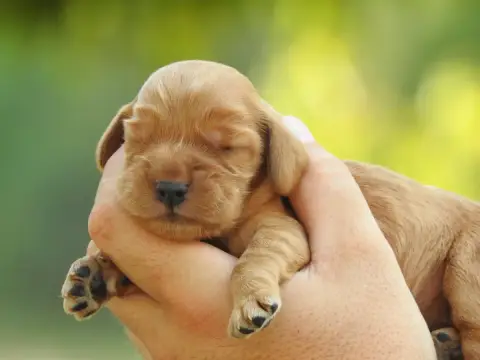 Cocker Spaniel Anglais 
                        B7 Du 3dbd0