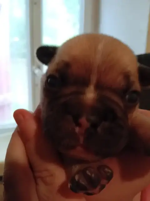 Bouledogue Français  Chiot N°2 Da Cidade Invicta