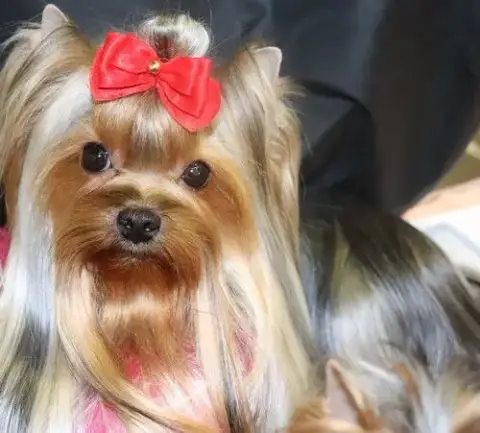 Yorkshire Terrier  Chiot N°4 Le Fenil Des Canailles c4fe5 photo 2