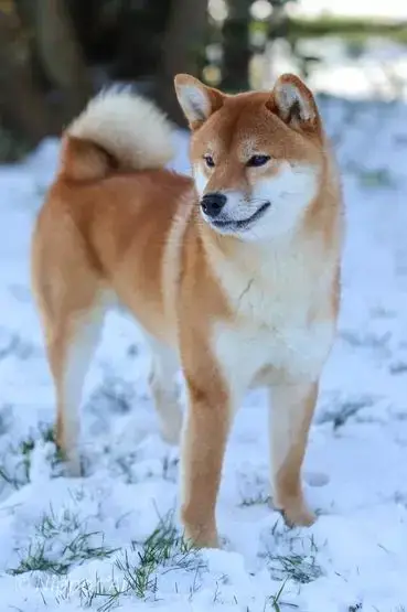 Shiba photo 3