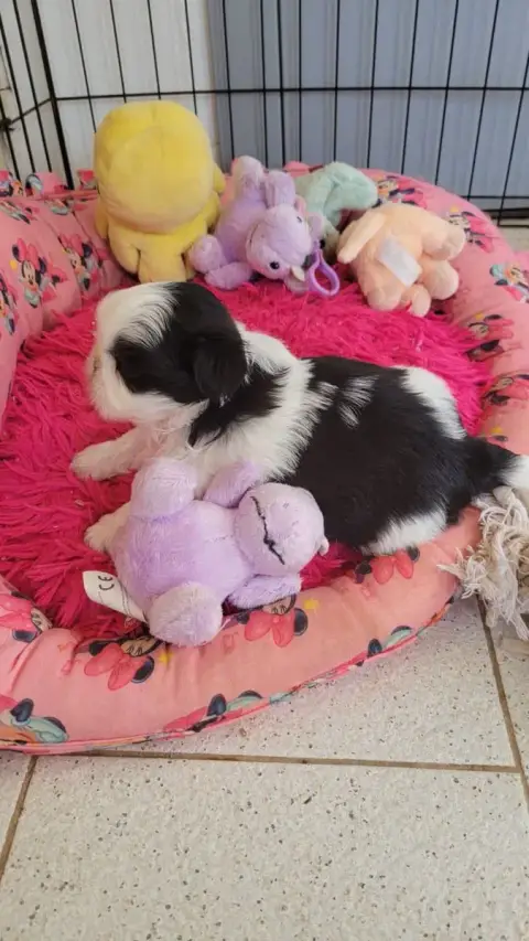 Shih Tzu  Boy 1 De La Vallée Aux Mille Fleurs photo 3