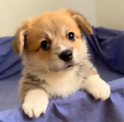 Welsh Corgi Pembroke  Collier Rose Du Soleil Du Sud 0177c