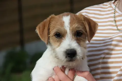 Jack Russell Terrier  Big Boss De La Botte De Lin photo 2