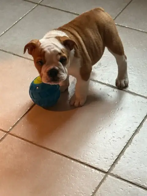 Bulldog Anglais  Alia The Bull'S Of Sweetness Marchal 3a0ae photo 3