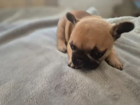 Bouledogue Français  Chiot 2 Le Domaine D'Oscar photo 3