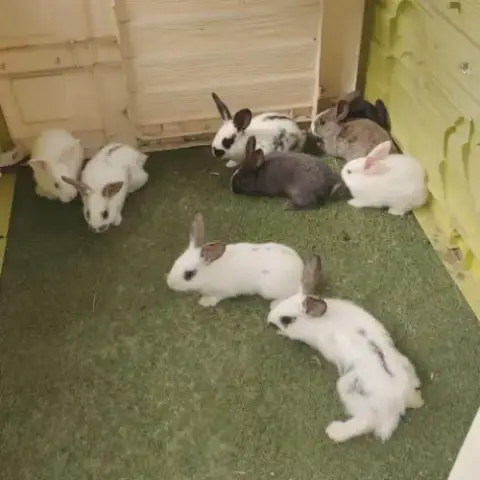 8 Lapin Papillon