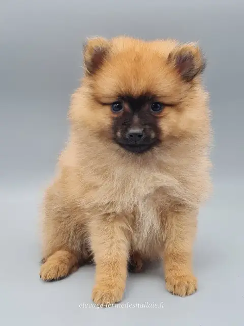 Spitz Allemand  Bibou Du Mont De La Chenaie photo 2