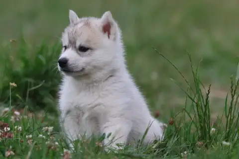 Siberian Husky  Chiot N°1 De Daybreak Northern