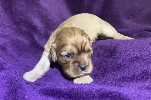 Cavalier King Charles Spaniel  B....À Choisir De L'Ar 17d87