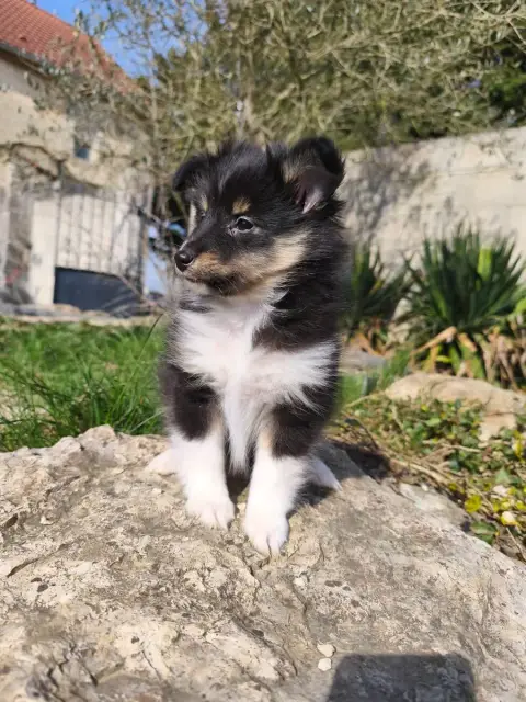 Shetland Sheepdog  Chiot 1 Du Mont Chauve photo 2
