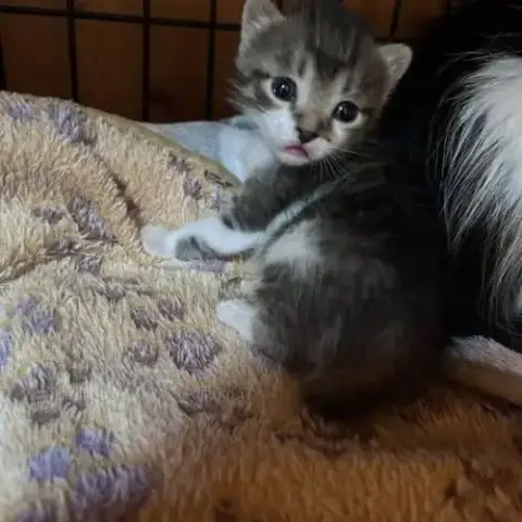 Chat Bob À La Réservation