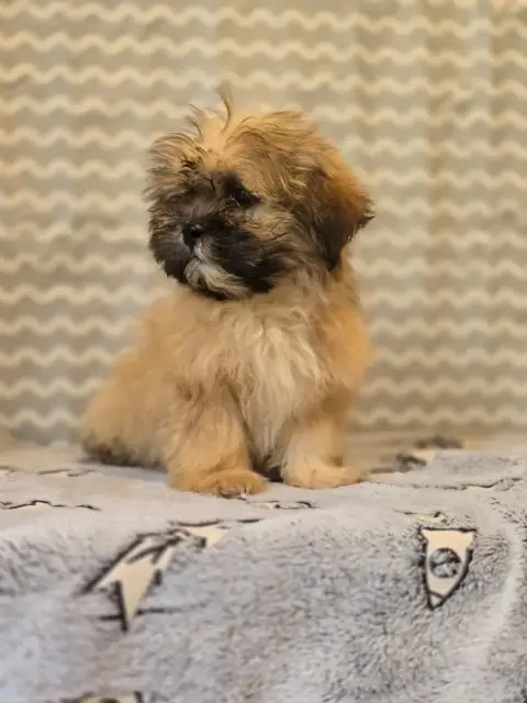 Lhassa Apso  Mr Orange Du Royaume D'Ebène