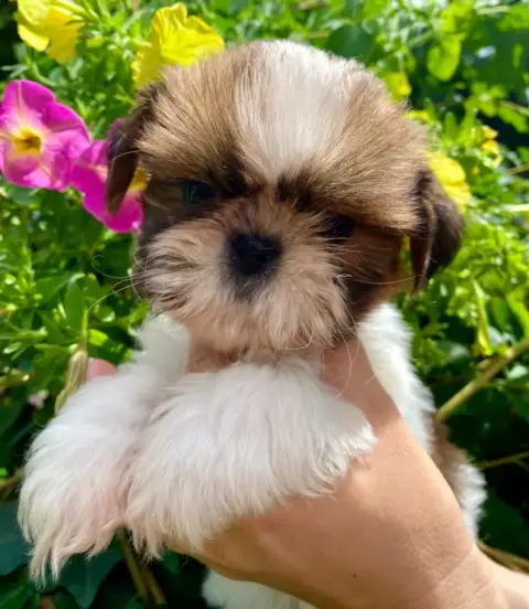 Shih Tzu  Bailey De La Baronnerie Des Cuillerdier photo 2