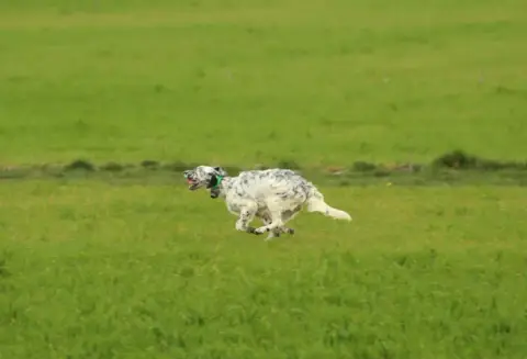 Setter Anglais  Chiot 4 Des Sentiers De La Douyne photo 3
