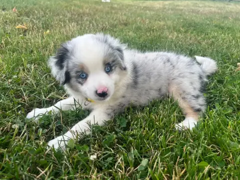 Berger Américain Miniature  Bleu Merle Du Sentier D’O d2416
