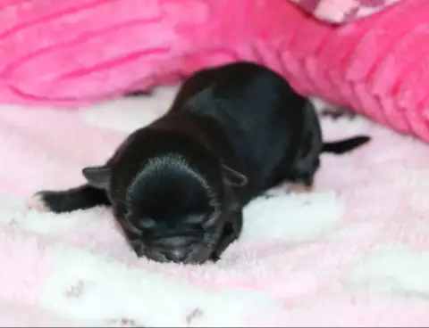 Chihuahua  Chiot N°3 Voxel Ux