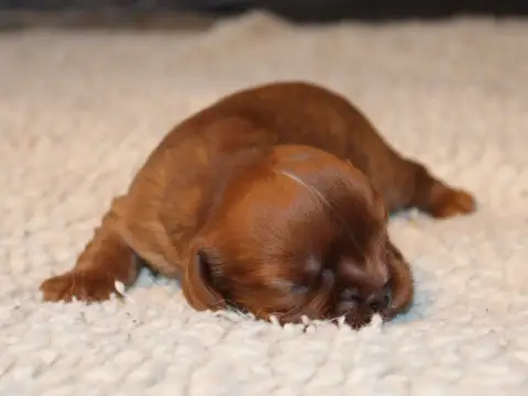 Cavalier King Charles Spaniel  Chiot N°2 Du Clos D'Ar c42bf