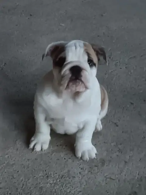 Bulldog Anglais  Chiot N°5 Mystic Legend photo 3