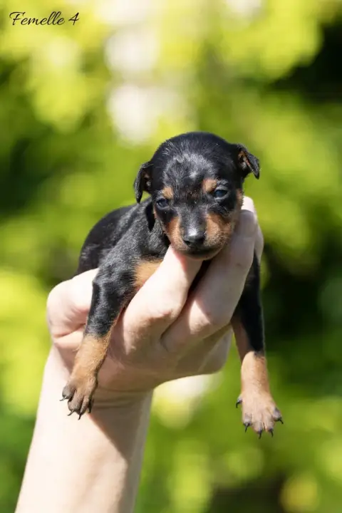 Pinscher Nain  Femelle 4 De La Maison D'Este