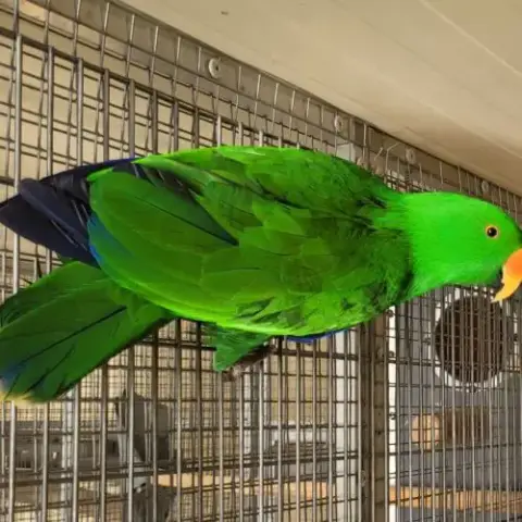 Eclectus 2026