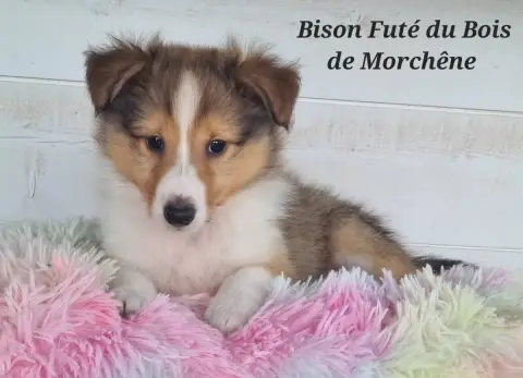 Shetland Sheepdog  Bison Futé Du Bois De Morchène